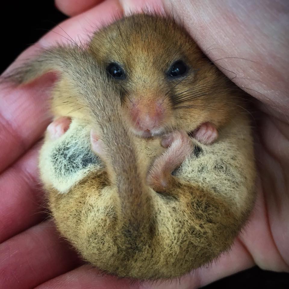A sleepy dormouse curled up in a ball in the palm of a hand with its eyes just open