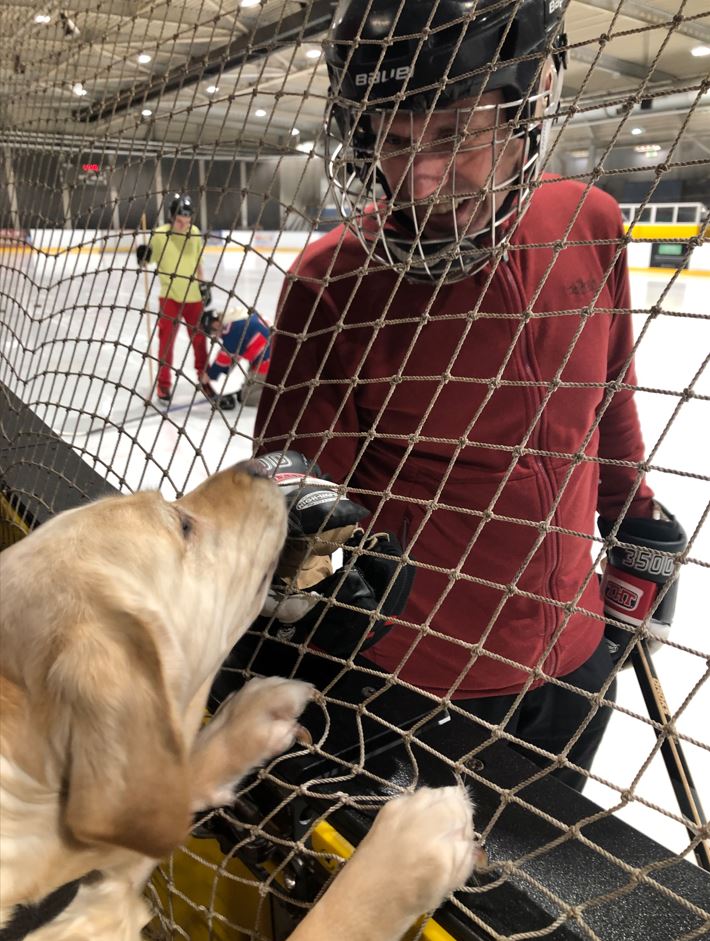 Yellow Labrador dog with front paws on safety net of ice rink, sniffing the gloved hand of man wearing an Ice Hockey helmet with visor.